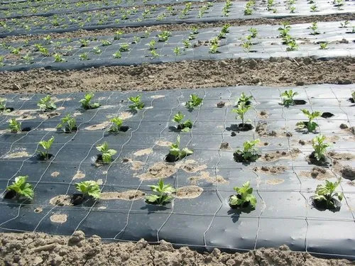 Significance of Geotextile Fabric in Modern Agriculture 